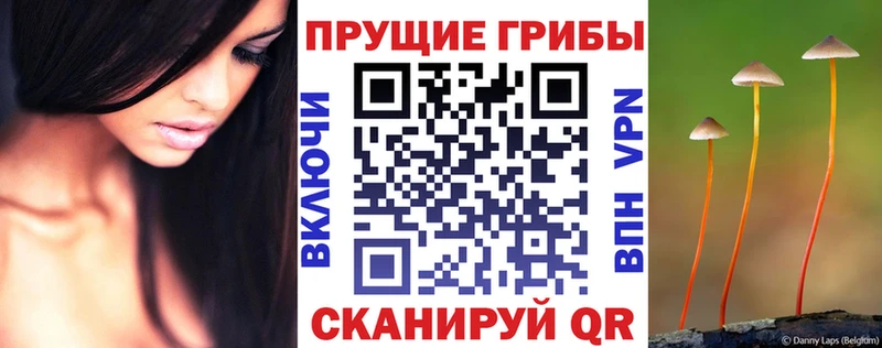 площадка наркотические препараты  Брянск  Галлюциногенные грибы Psilocybe 